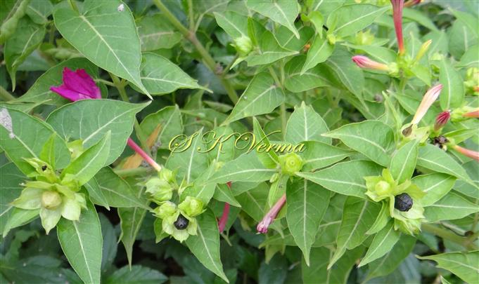  Plant with flowers and fruits